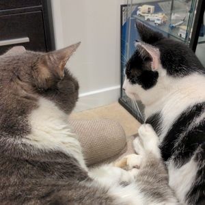 Meet your Posher, Anton